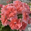 Pelargonium 'Cara Rosa' - Pelargoon 'Cara Rosa' P9/0,55L